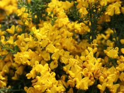Sandginster Genista pilosa 'Vancouver Gold', 20-30 cm