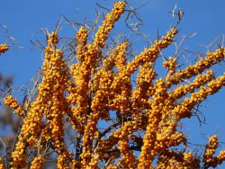Sanddorn weiblich 'Hergo' - Hippophae rhamnoides 'Hergo'