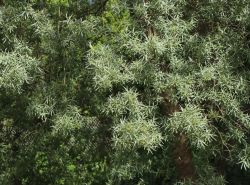 Sanddorn m�nnlich 'Pollmix' - Hippophae rhamnoides 'Pollmix'