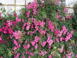 Ramblerrose 'Super Dorothy' � - Rosa 'Super Dorothy' �