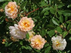 Historische Rose Ghislaine de Feligonde 20,90 Euro/St�ck