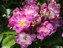 Ramblerrose Veilchenblau 20,90 Euro/St�ck
