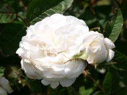 Historische Rose 'Blanche Moreau' - Rosa 'Blanche Moreau'