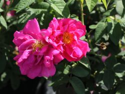 Historische Rose 'Gallica Officinalis' - Rosa 'Gallica 'Officinalis'