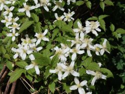 Clematis 'Wilsonii' - Clematis montana 'Wilsonii'