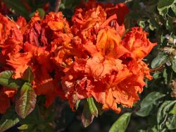 Laubabwerfende Azalee 'Gibraltar' - Rhododendron luteum 'Gibraltar'