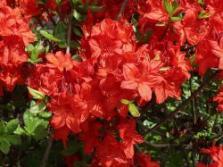 Laubabwerfende Azalee 'Parkfeuer' - Rhododendron luteum 'Parkfeuer'