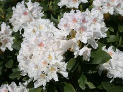 Rhododendron 'Cunningham's White' - Rhododendron Hybride 'Cunningham's White'