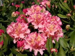 Rhododendron 'Brasilia' - Rhododendron Hybride 'Brasilia'