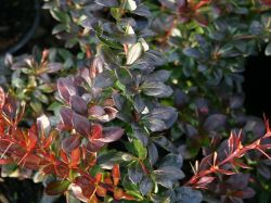 Berberitze 'Red Jewel' - Berberis media 'Red Jewel'