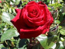 Edelrose Ingrid Bergman 13,80 Euro/St�ck