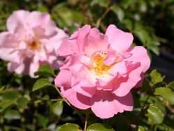 Bodendeckerrose 'Heidek�nigin' � - Rosa 'Heidek�nigin' �