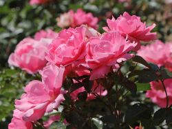 Beetrose/Bodendeckerrose 'Sommerwind' � - Rosa 'Sommerwind' �