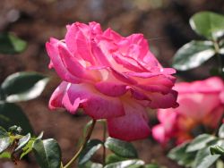Kletterrose 'Harlekin' � - Rosa 'Harlekin' �