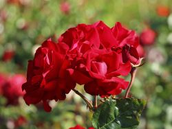 Kletterrose 'Santana' � - Rosa 'Santana' �