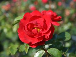 Bodendeckerrose 'Heidekind' � - Rosa 'Heidekind' �