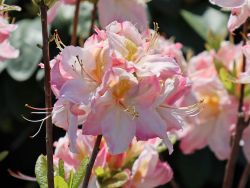 Laubabwerfende Azalee 'Satomi' - Rhododendron luteum 'Satomi'