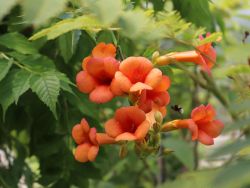 Trompetenblume 'Mme Galen' / Orange-rote Trompetenblume - Campsis tagliabuana 'Mme Galen'