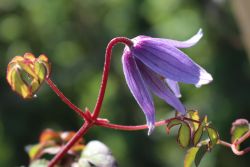 Clematis / Alpenwaldrebe - Clematis alpina
