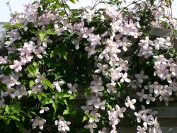 Clematis 'Rubens' - Clematis montana 'Rubens'