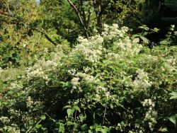 Clematis paniculata (terniflora) / maximowiczaiana - Clematis paniculata (terniflora) / maximowiczaiana