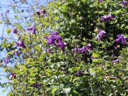 Clematis viticella - Clematis viticella