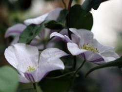 Clematis 'Huldine' - Clematis viticella 'Huldine'