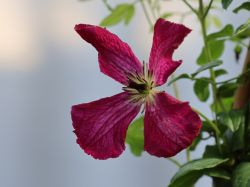 Clematis 'Kermesina' - Clematis viticella 'Kermesina'