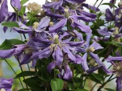 Clematis durandii / Stauden-Clematis - Clematis integrifolia durandii