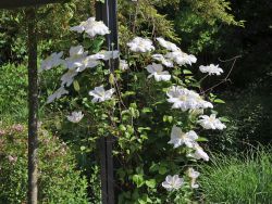 Clematis 'Madame Le Coultre' - Clematis 'Madame le Coultre'