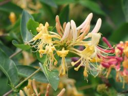 Jel�ngerjelieber / Echtes Gei�blatt caprifolium - Lonicera caprifolium