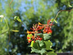 Gei�blatt 'Dropmore Scarlet' / Rote Gei�schlinge - Lonicera brownii 'Dropmore Scarlet'