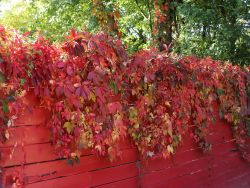 Wilderwein / Wilder Wein - Parthenocissus quinquefolia