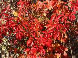 selbstklimmender Mauerwein 'Engelmannii' - Parthenocissus quinquefolia 'Engelmannii'