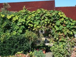 Rostrote Rebe / Scharlachwein - Vitis coignetiae