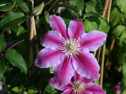 Clematis 'Dr. Ruppel' - Clematis 'Dr. Ruppel'