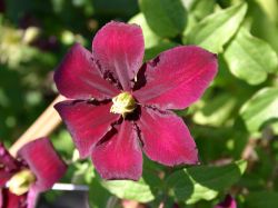 Clematis 'Niobe' - Clematis 'Niobe'