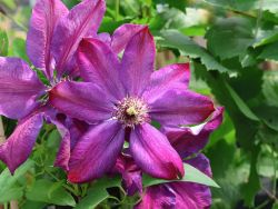 Clematis 'Mrs. N. Thompson' - Clematis 'Mrs.N.Thompson'