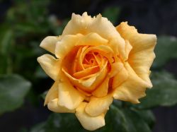 Edelrose 'Marco Polo' � - Rosa 'Marco Polo' �