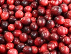 Cranberry / Gro�fr�chtige Moosbeere / Gesundheitsbeere - Vaccinium macrocarpon 'Red Star'