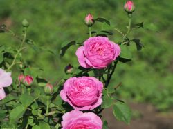 Historische Rose 'Louise Odier' - Rosa 'Louise Odier'