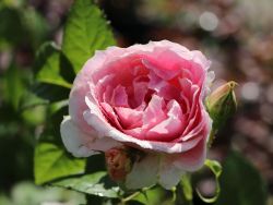 Rose Kir Royal Foto Horstmann hier bestellbar
