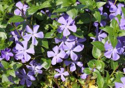 Gro�bl�ttriges Immergr�n - Vinca major