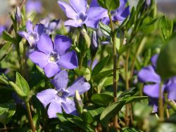 Immergr�n / Vinca minor - Vinca minor
