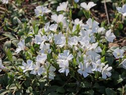 Wei�es Immergr�n / Vinca 'Alba' - Vinca minor 'Alba'