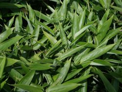 Japanischer Pfeilbambus - Pseudosasa japonica