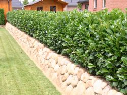 Kirschlorbeer / Lorbeerkirsche 'Etna' � - Prunus laurocerasus 'Etna' �