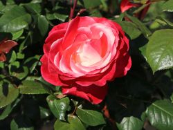 Edelrose 'Nostalgie' � - Rosa 'Nostalgie' �