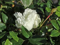 Ramblerrose 'Alberic Barbier' - Rosa 'Alberic Barbier'