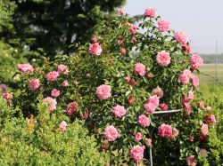 Ramblerrose 'Paul Noel' - Rosa 'Paul Noel'